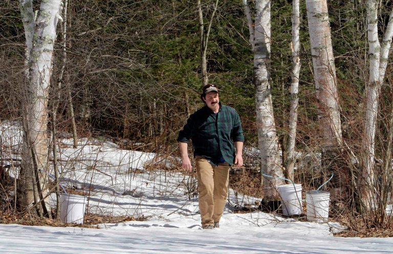 In this Wednesday, March 28, 2013 photo, David Moore of the Crooked Chimney sugarhouse checks the flow of his tapped white birch trees in Lee, N.H. Moore, New Hampshire's only known commercial birch syrup producer, got his start in 2008, when he was a student at the University of New Hampshire. (AP Photo/Jim Cole)