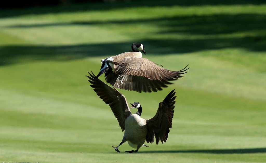 Bird flu hits Michigan