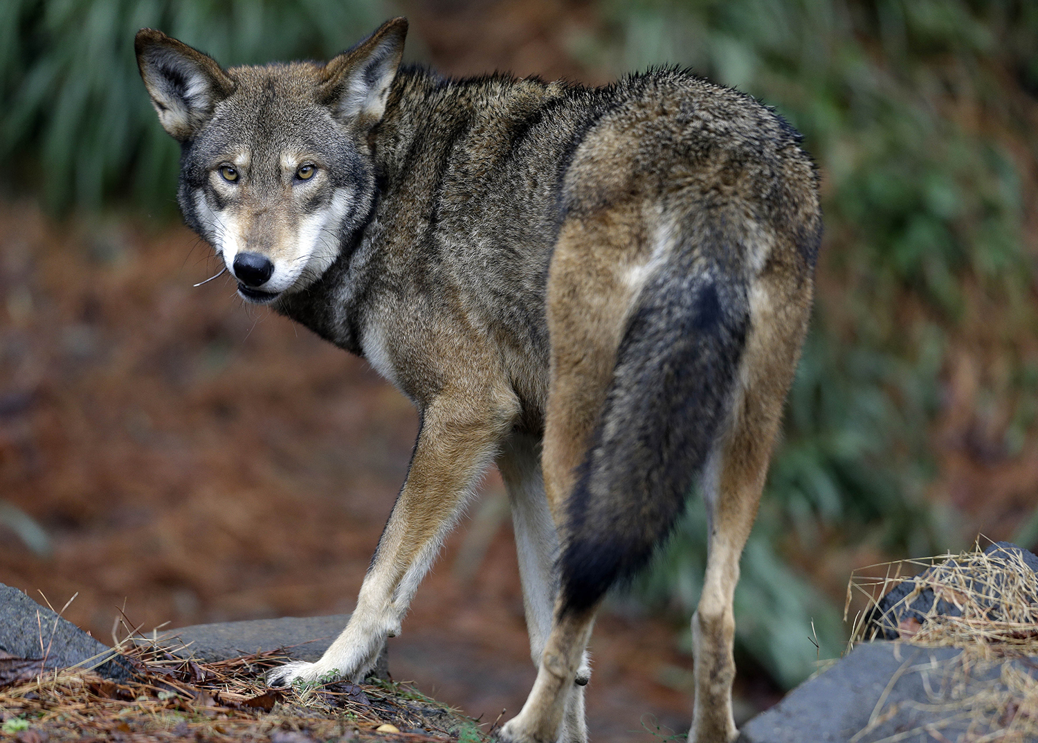 Panel: Money keeps animals on Endangered Species List