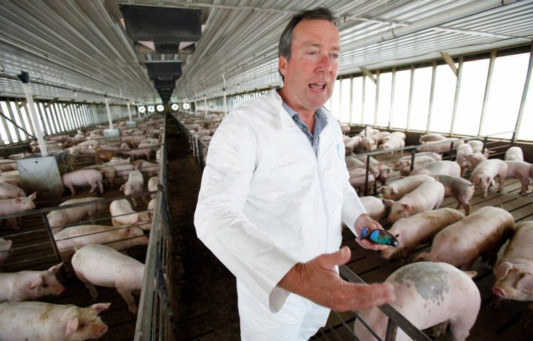 US bacon prices rise after virus kills baby pigs
