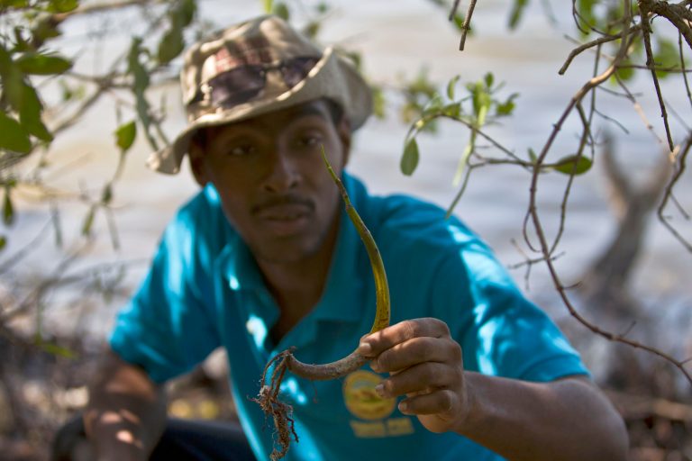 In this July 2, 2014, photo, government forest scientist Reynier Samon shows a sprouting mangrove in Batabano, Cuba. For decades Cuba's mangrove forests have been under siege, their wood harvested by many to burn as fuel, build furniture, even as a spice to season meat. Now island authorities are putting together a national study, set a moratorium on all mangrove logging and implementing an ambitious reforestation plan that aims to safeguard the first line of defense against hurricanes and rising sea levels. (AP Photo/Franklin Reyes)