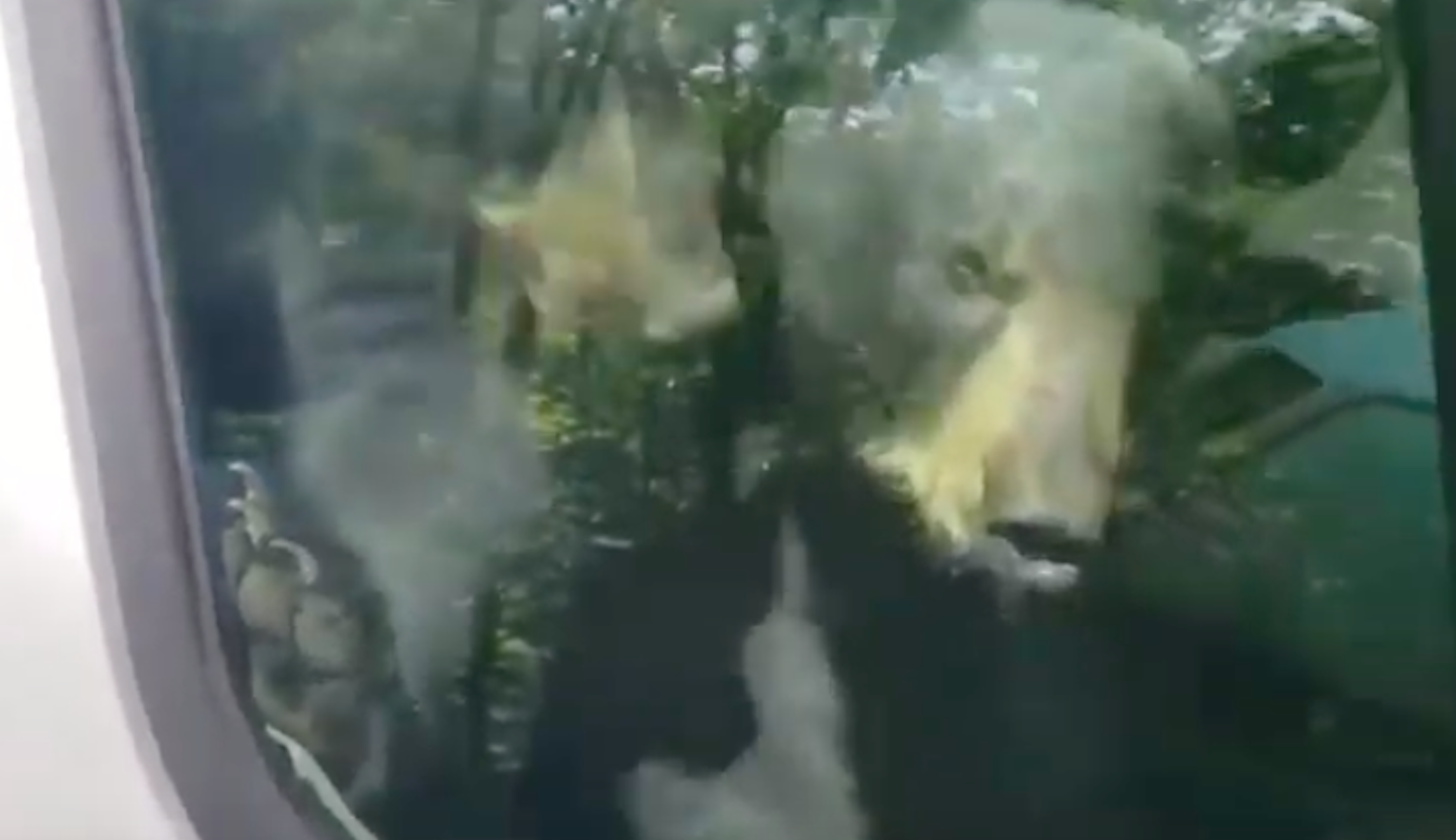 ‘Get out of there!’: Two bear cubs honk horn after trapping themselves in van