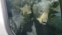 ‘Get out of there!’: Two bear cubs honk horn after trapping themselves in van