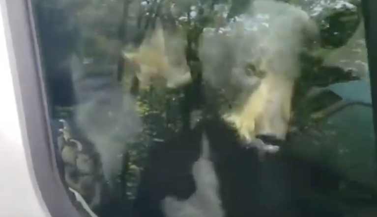 ‘Get out of there!’: Two bear cubs honk horn after trapping themselves in van