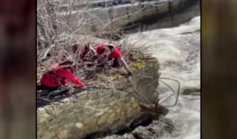WATCH: Beaver saved from rushing river after being stuck on rock for days