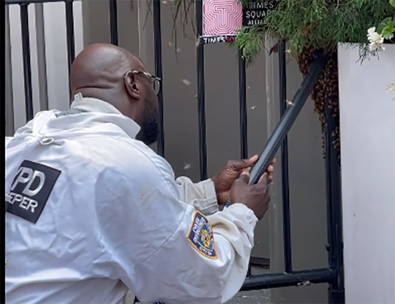 NYPD removes 25,000 bees from Times Square