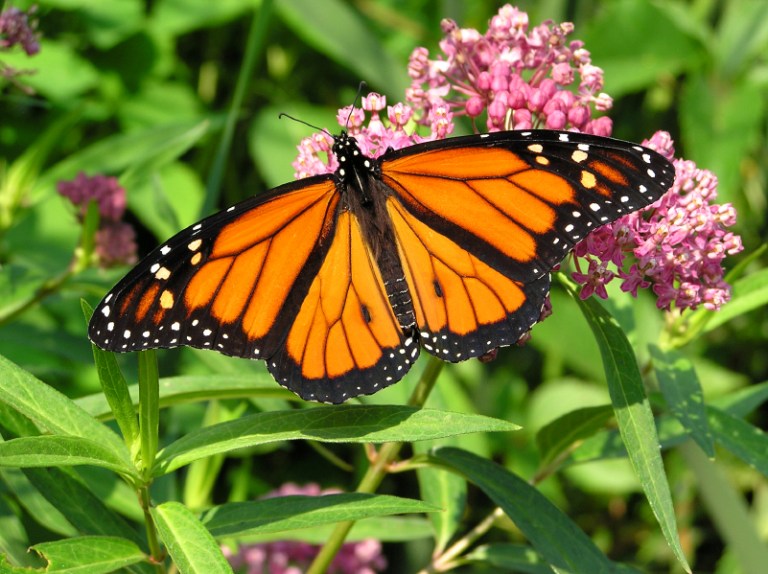 The U.S. Fish and Wildlife Service announced that it will review whether the monarch butterfly should be included on the endangered species list. (iStock)
