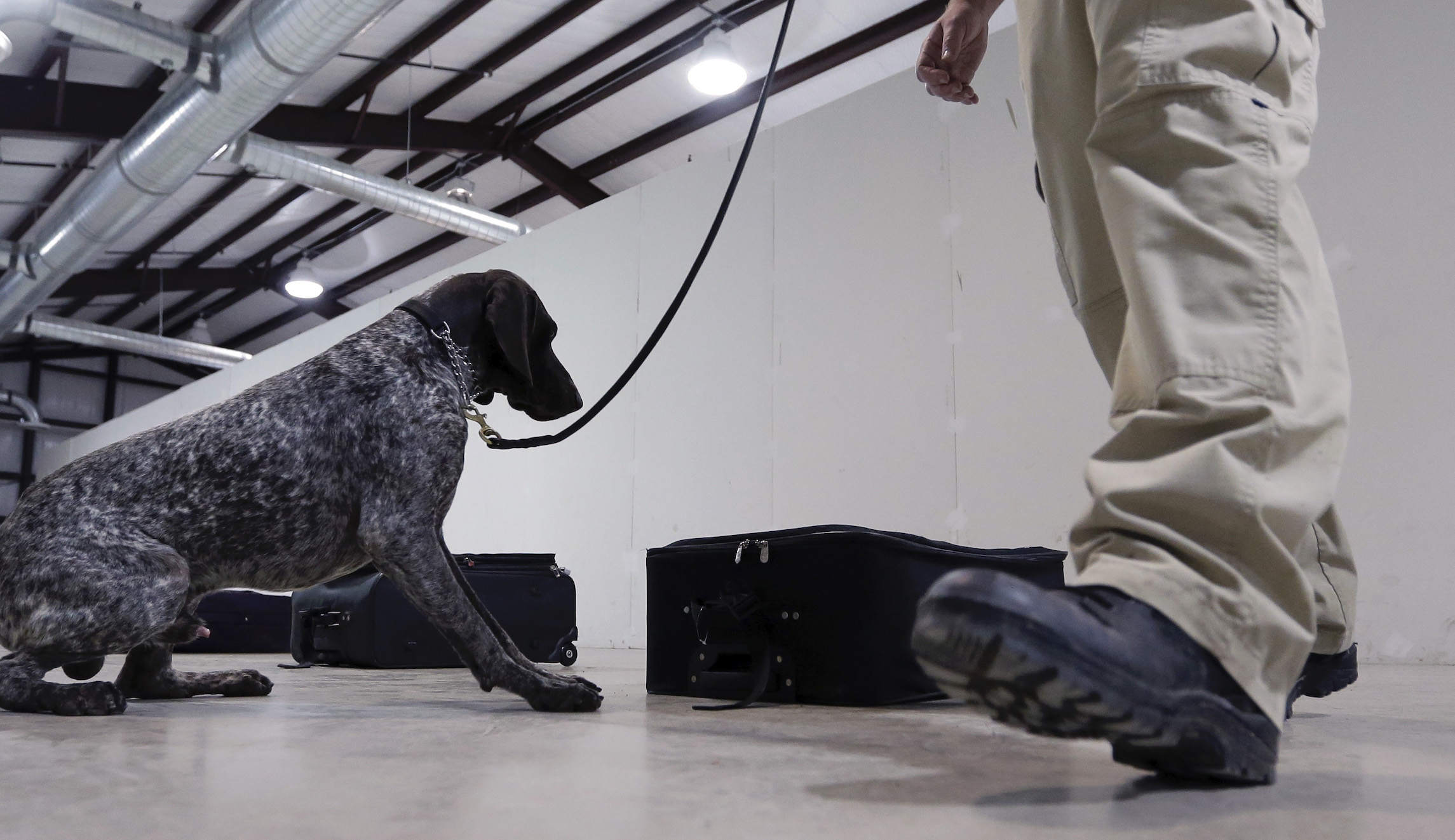 Bomb-sniffing dogs sent by US to Jordan dying from poor treatment