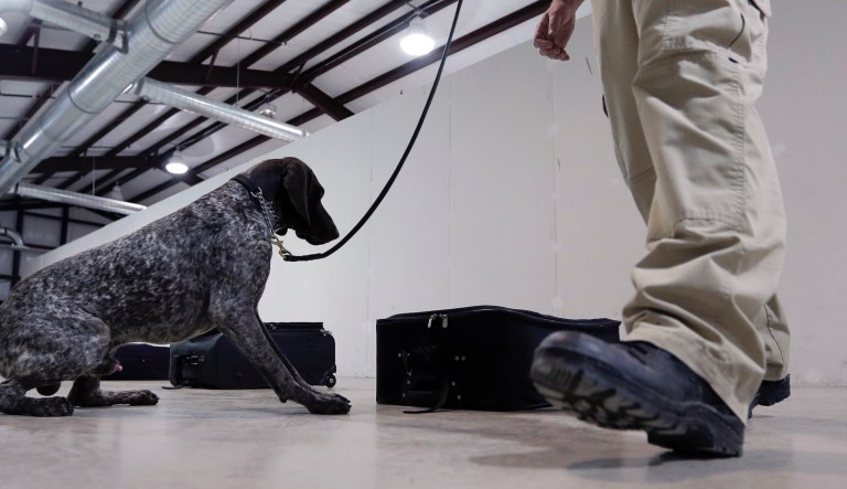 In this Thursday, June 9, 2016, photo, Transportation Safety Administration dog trainer Mitchell Brown works with Atilla, a bomb-sniffing dog, in a makeshift luggage area at Lackland Air Force Base training facility in San Antonio.