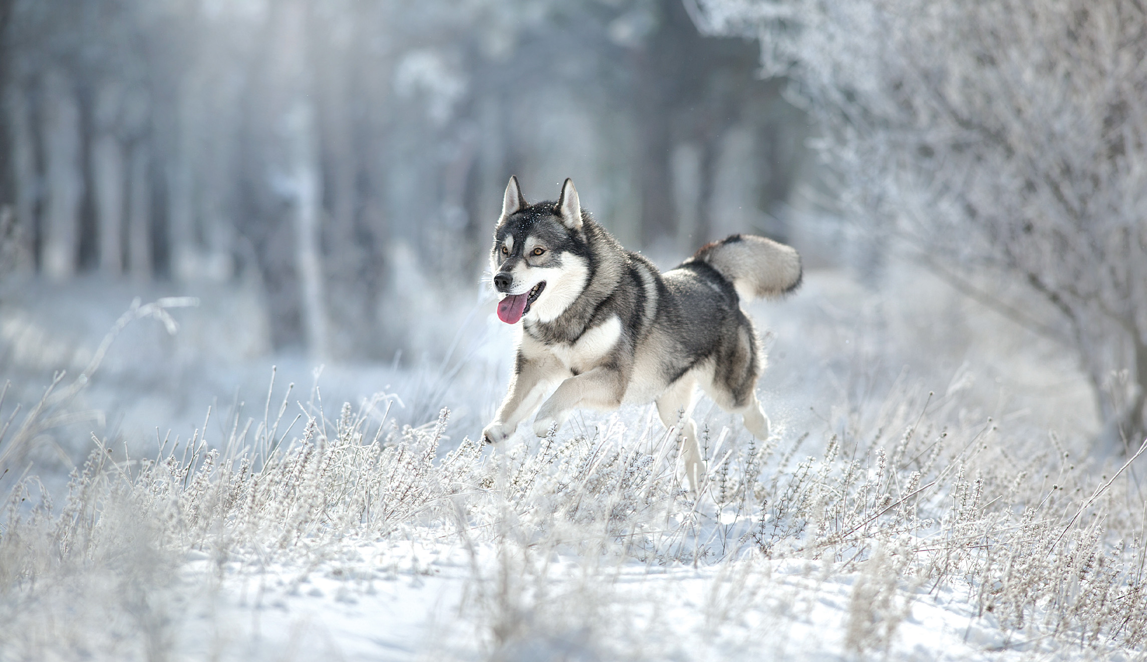 My love affair with American naturalism