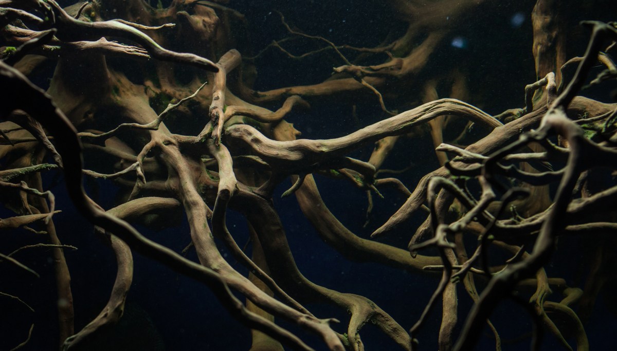 Misplaced Roots The roots we've lost