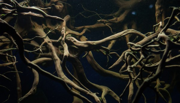 The roots we’ve lost