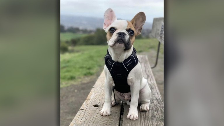 Family’s French bulldog stolen at gunpoint during walk in San Francisco Bay area