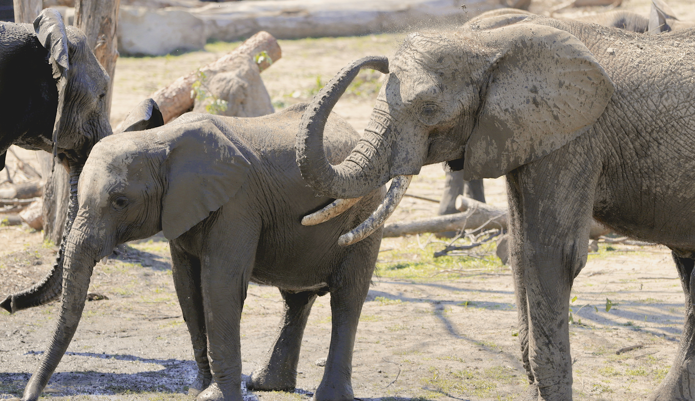 Trump halts elephant hunt decision amid outcry