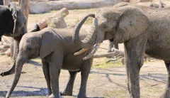 Trump halts elephant hunt decision amid outcry
