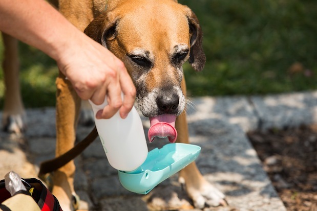 A dog takes a mouthful of water in downtown Washington on June 21.