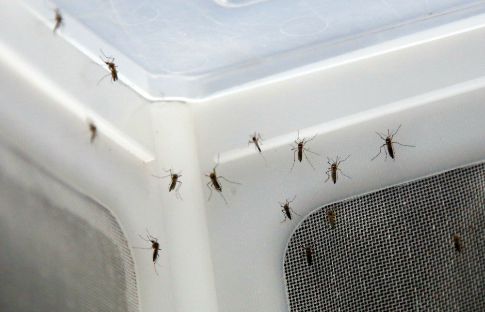 More states could be affected by Zika