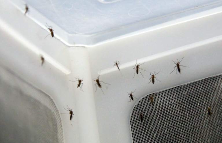 The finding is significant as it means that a third type of mosquito can carry the virus. (AP Photo)