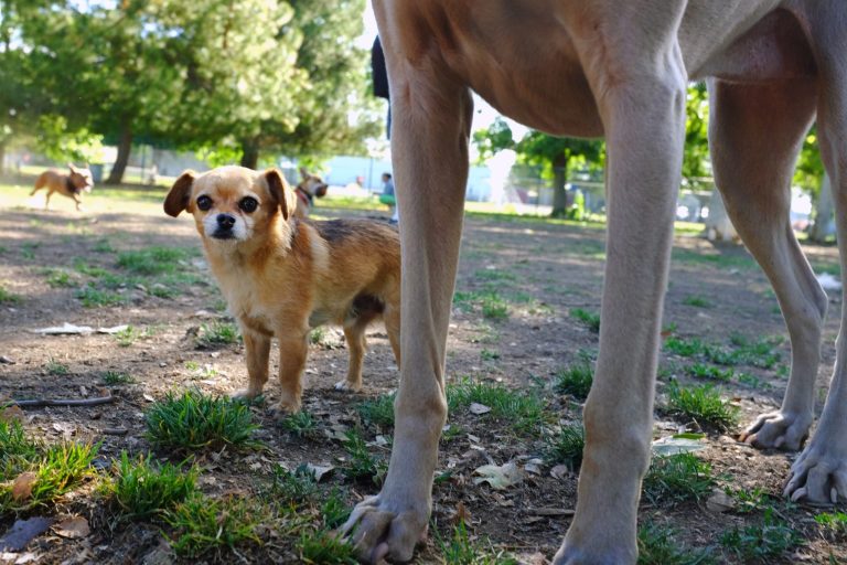 This Saturday, April 26, 2014 photo shows 4 year old Chihuahua named Tampa, negotiates his way around the bigger dogs at the Sepulveda Basin Dog Park in the Encino section of Los Angeles. Living little carries some big risks. The smallest dogs in the world weigh less than 7 pounds. So getting underfoot, slipping through cracks or being hugged too hard is a constant danger. (AP Photo/Richard Vogel)