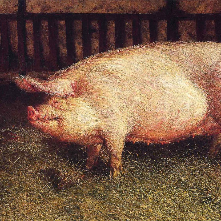 Hogs in Whole