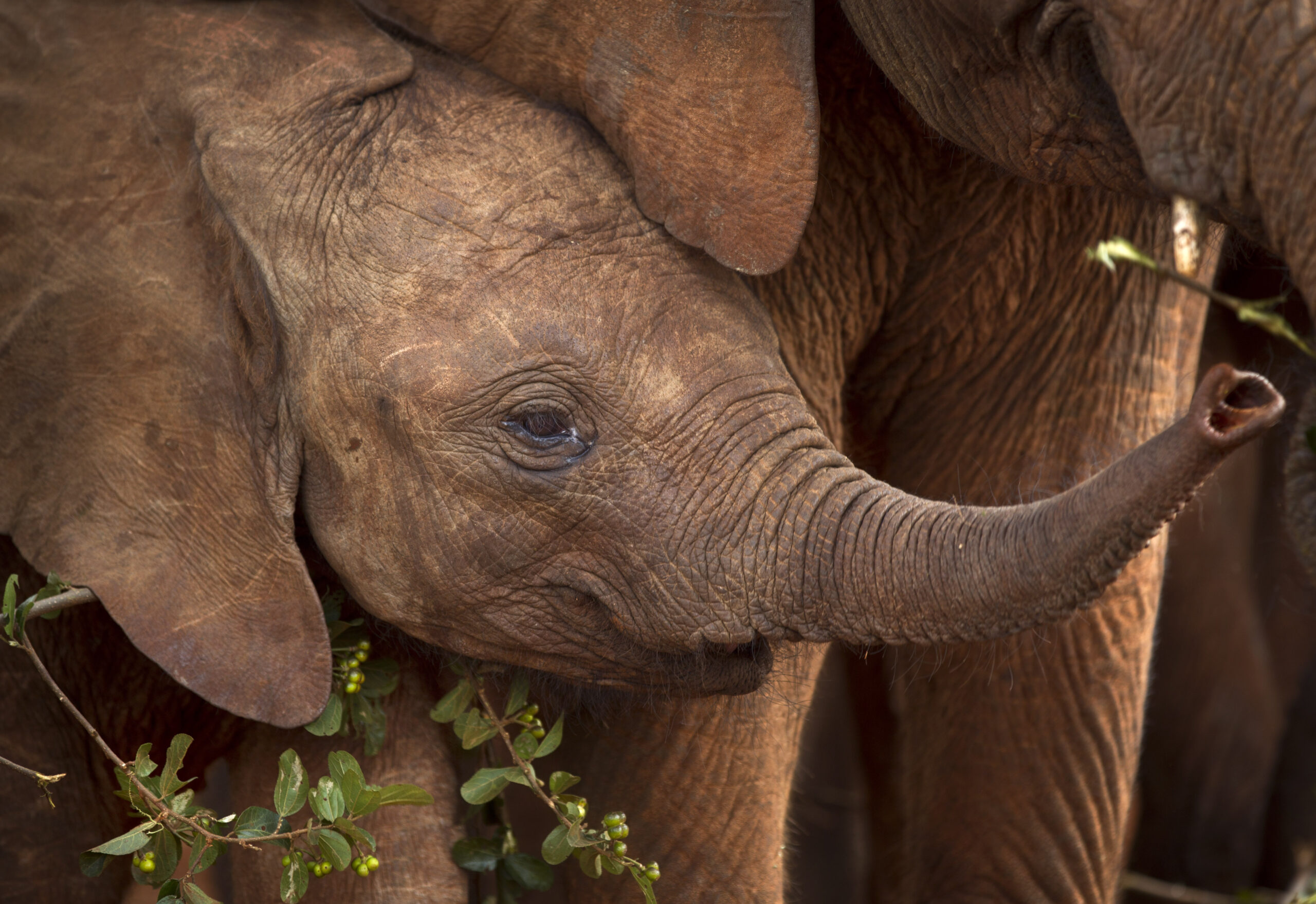 US gives $10m to fight African wildlife trafficking, but couldn’t strengthen Benghazi defenses?