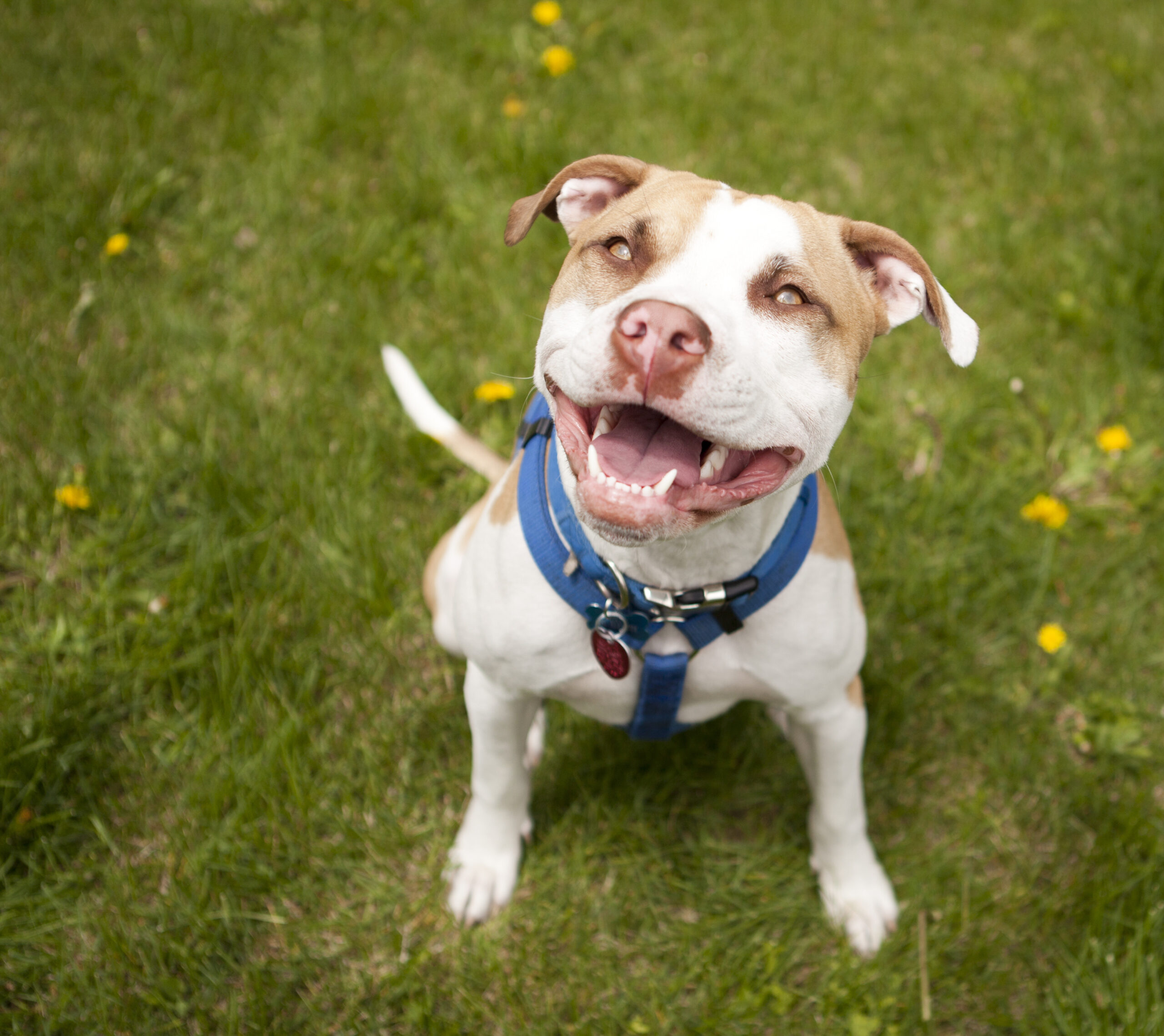 Maryland House votes to give pit bull owners a break