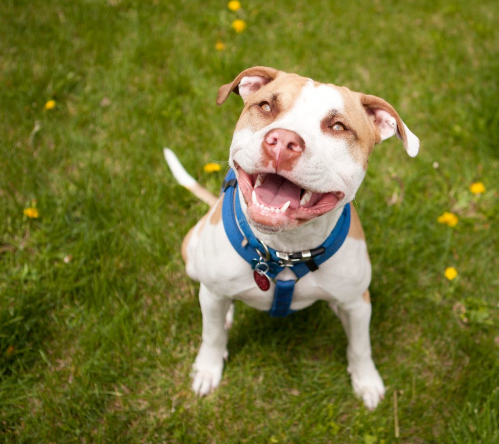 Maryland House votes to give pit bull owners a break