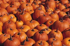 Virginia pumpkins abound this fall