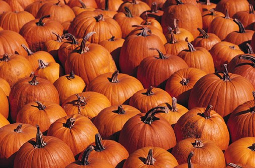 Virginia pumpkins abound this fall