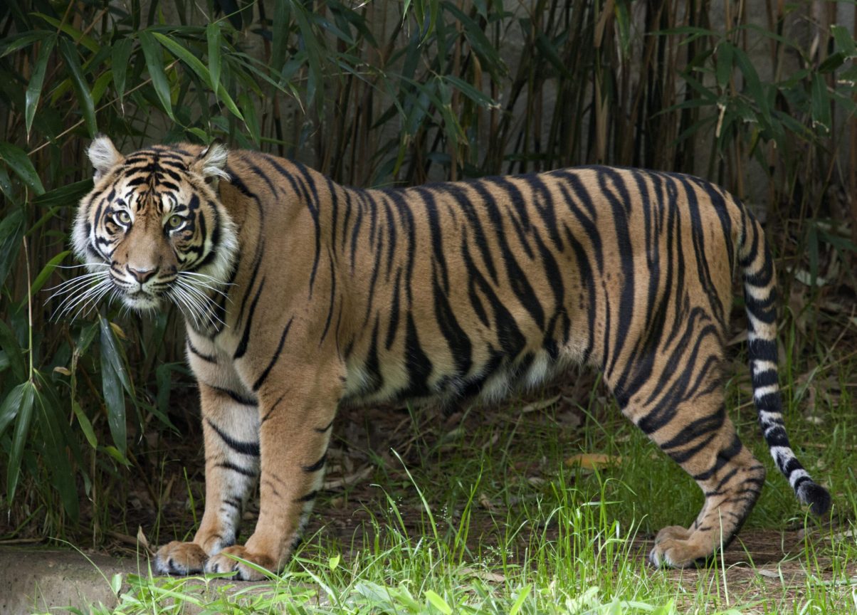 Endangered tiger shot and killed after biting cleaner at Florida zoo