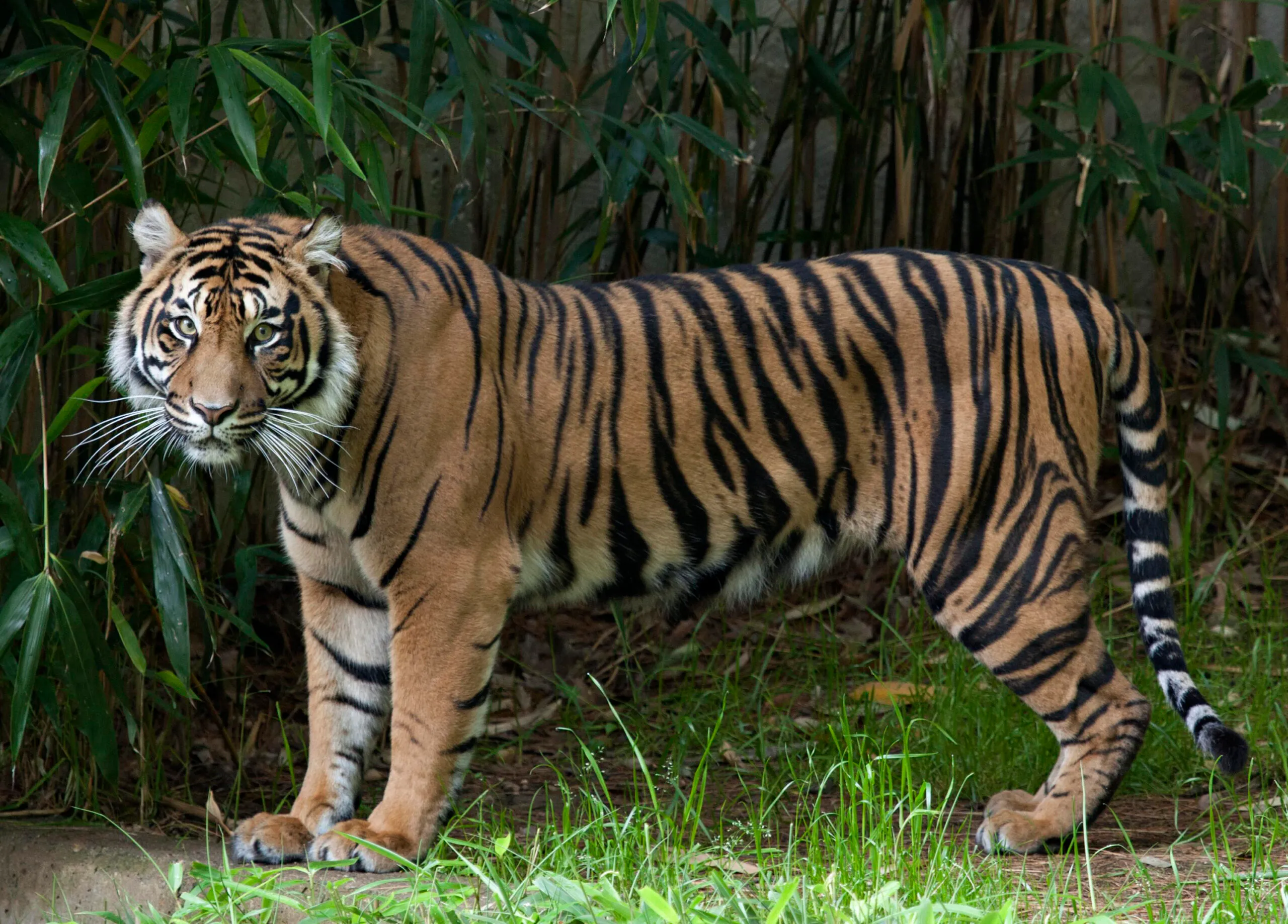 Zoo launches ‘endangered song’ to help save tigers