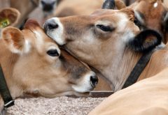Bird flu detected in Arizona dairy’s milk supply