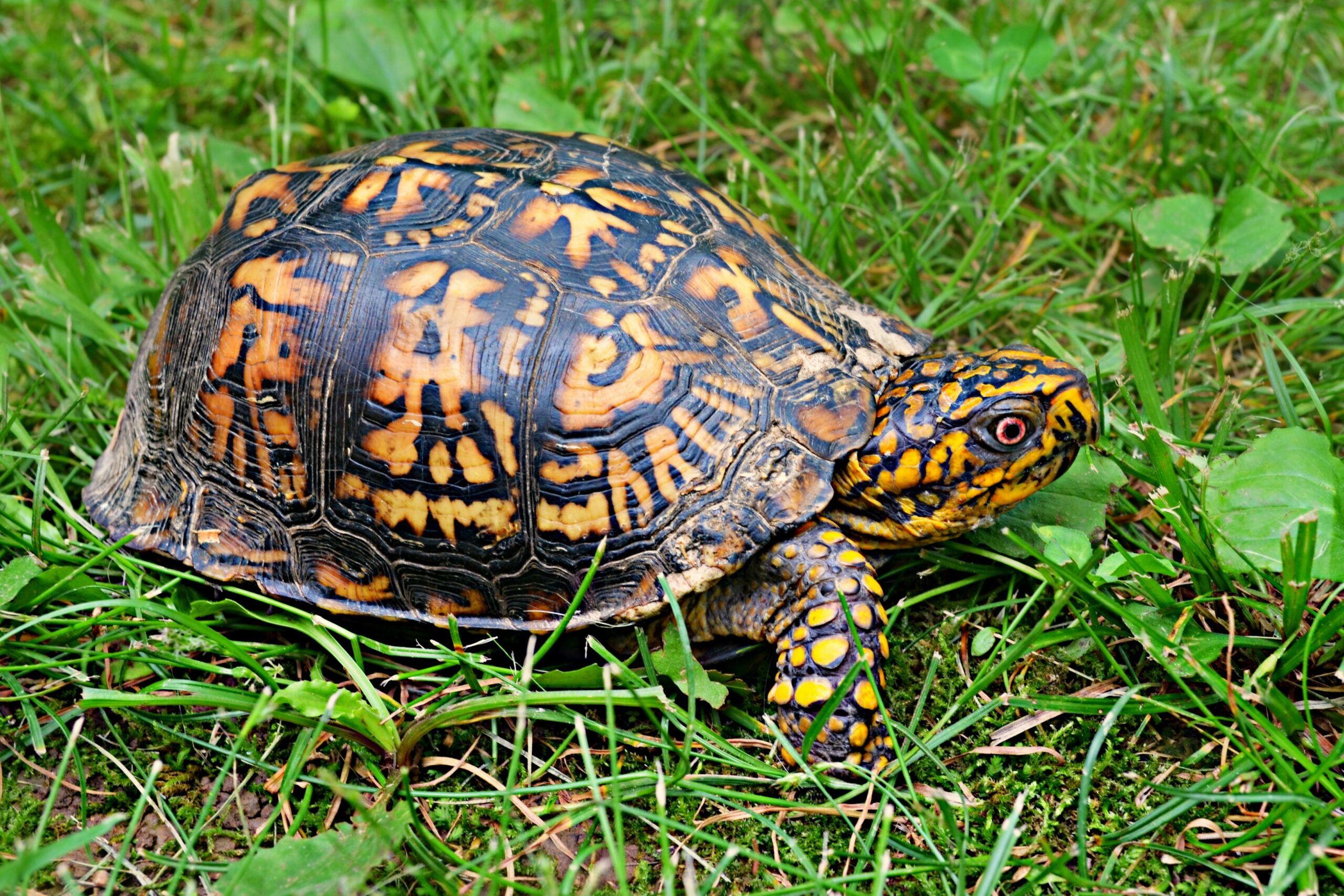 Slow Start: The Senate DACA Immigration Debate Is Going Nowhere Fast