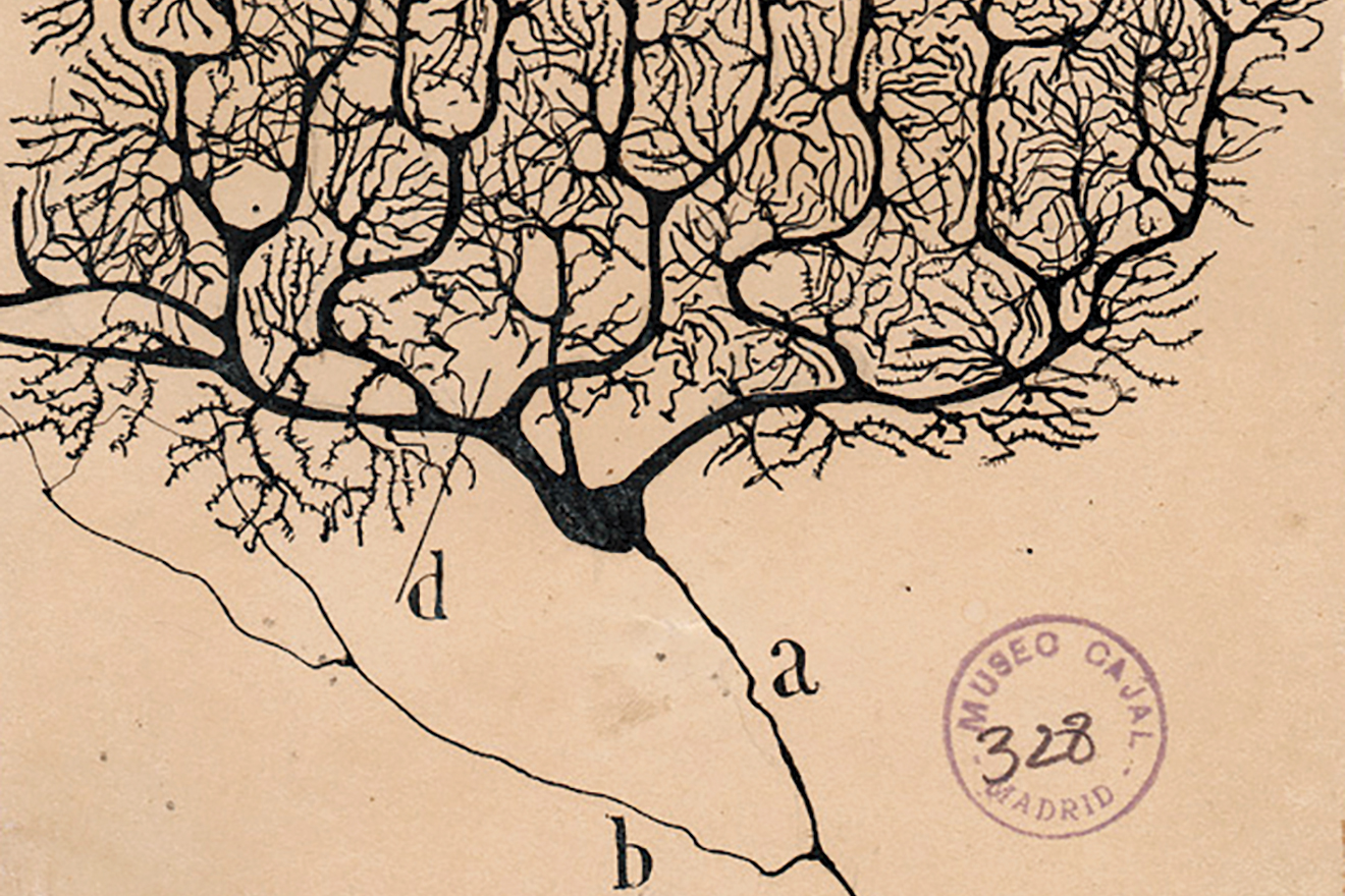 Dazzling Dendrites