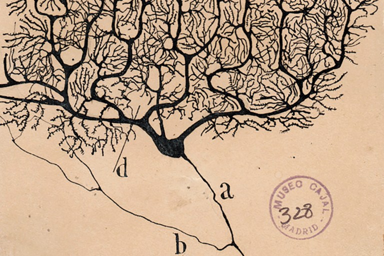 Dazzling Dendrites