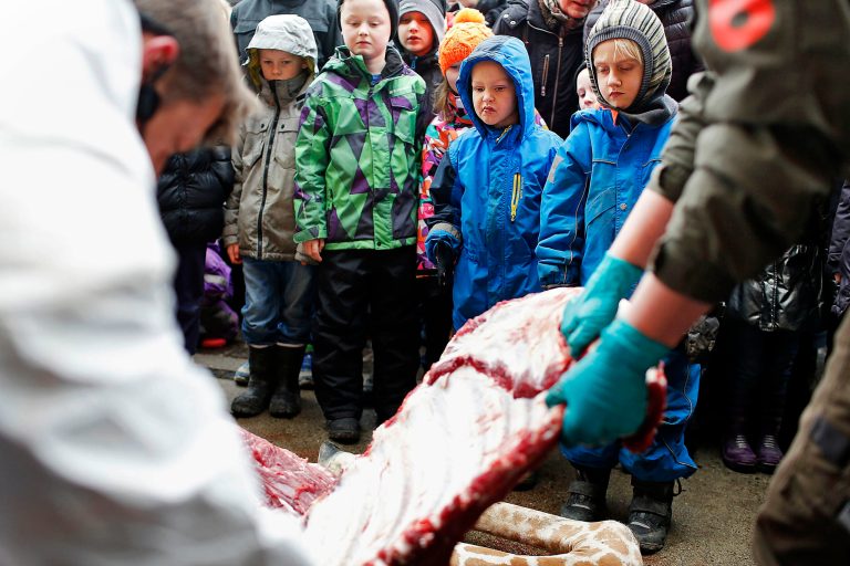 Children watch as Marius, a male giraffe, is dissected, at the Copenhagen Zoo, in Denmark, Sunday, Feb. 9, 2014. Copenhagen Zoo turned down offers from other zoos and 500,000 euros ($680,000) from a private individual to save the life of a healthy giraffe before killing and slaughtering it Sunday to follow inbreeding recommendations made by a European association. The 2-year-old male giraffe, named Marius, was put down using a bolt pistol and its meat will be fed to carnivores at the zoo, spokesman Tobias Stenbaek Bro said. Visitors, including children, were invited to watch while the giraffe was dissected. (AP Photo/Polfot, Rasmus Flindt Pedersen)  DENMARK OUT