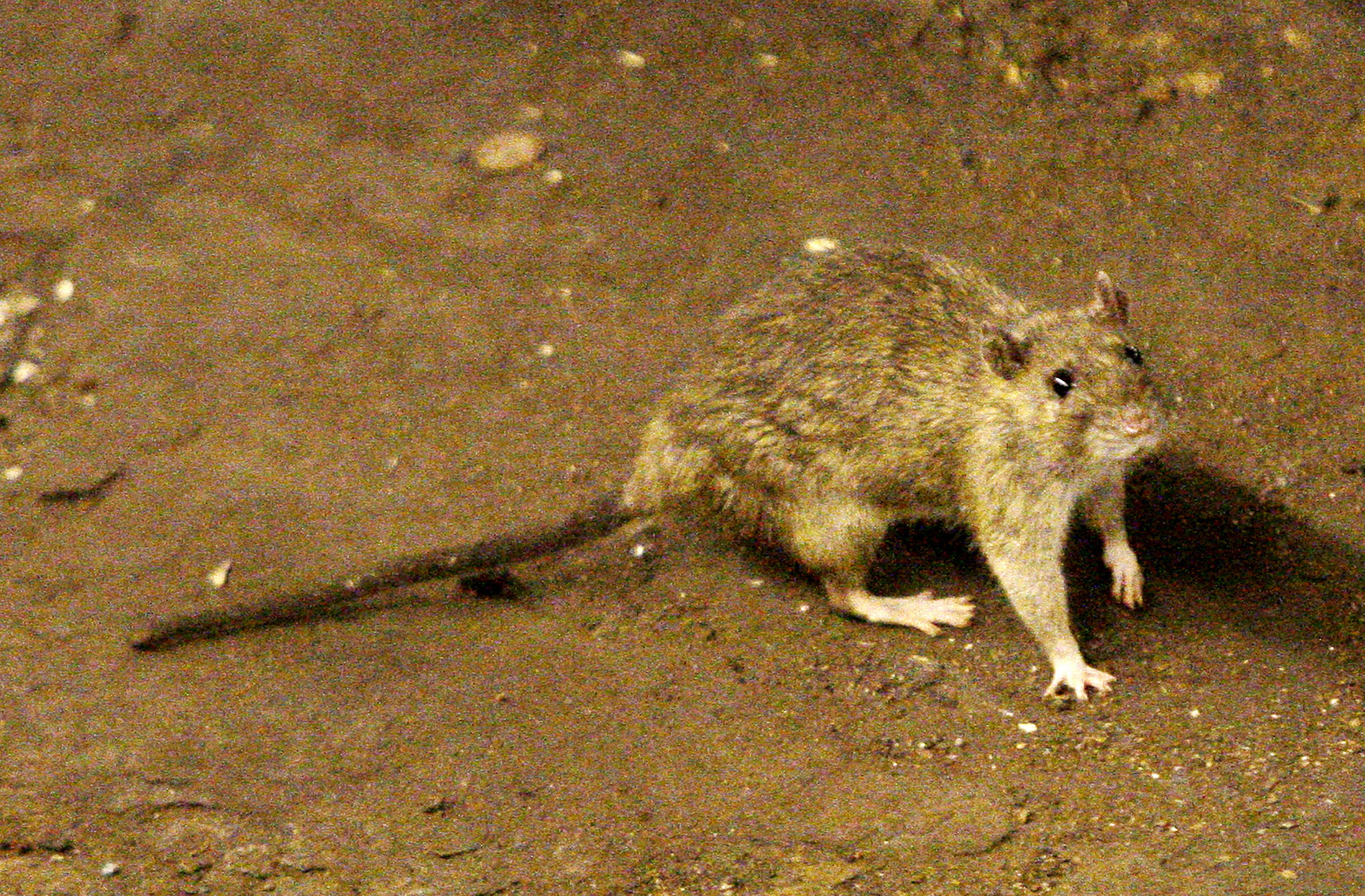 Rodents winning New York rat race, but humans fight back