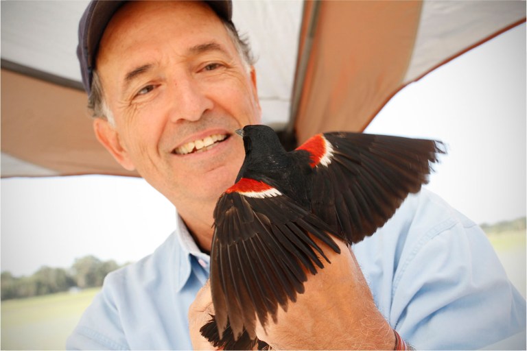 In this June 16, 2014 photo released by University of California, Davis, UC Davis staff researcher Robert Meese prepares to release a banded tricolored blackbird at Conaway Ranch in Yolo County, Calif. A blackbird species found mostly in the Central Valley of California has experienced a major decline in its population over the past several years due in part to farming practices, researchers say. The birds now numbers about 145,000 in the state, down from millions less than a century ago, a survey released Wednesday shows. Meese, who led the study, said Californians must act to reverse the decline. (AP Photo/UC Davis, Sylvia Wright)