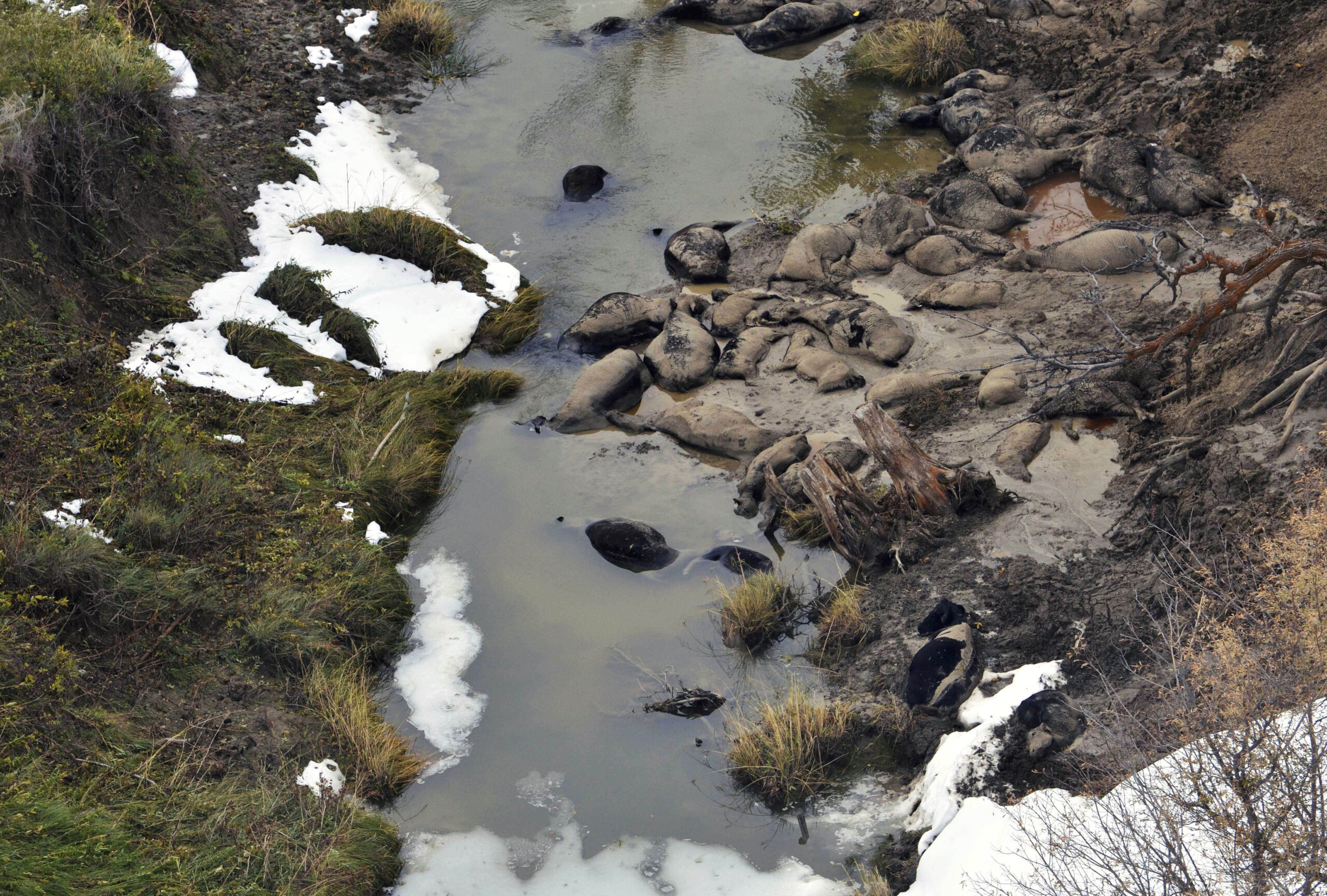 Ranchers taking advantage of USDA disaster program