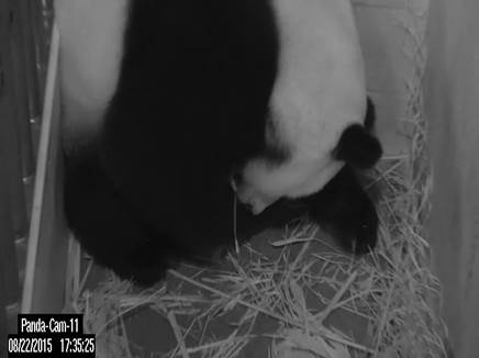 A new baby panda: National Zoo’s Mei Xiang gives birth