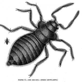 EPA Commits $100K to ‘Addressing Bed Bugs in Rural Alaska’
