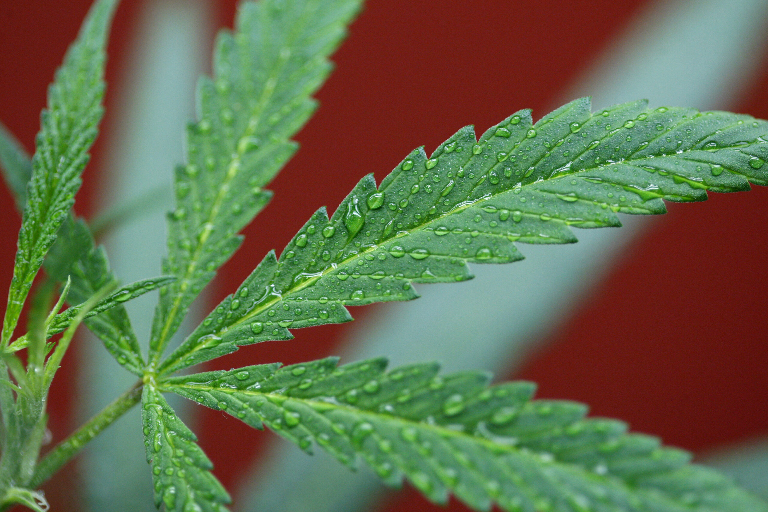 ‘Best Congress we’ve ever had’ for marijuana legalization, Dem says