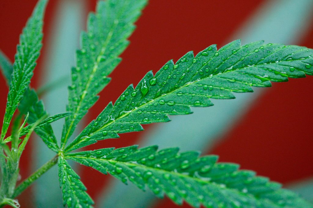 House votes to block DOJ from messing with state marijuana laws