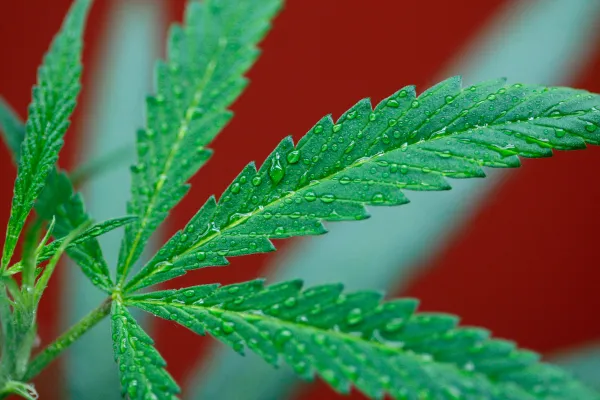 ‘Best Congress we’ve ever had’ for marijuana legalization, Dem says