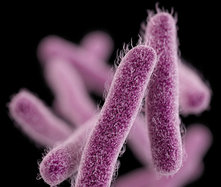 This illustration made available by the Centers for Disease Control and Prevention shows the Shigella bacteria. On Thursday, April 2, 2015, the CDC said a drug-resistant strain of a stomach bug made its way into the U.S. and spread, causing more than 200 illnesses since last May. Many cases were traced to people who had recently traveled to the Dominican Republic, India or other countries. (AP Photo/CDC)