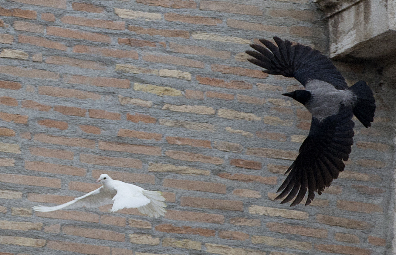 Pro-animal groups appeal to pope over dove attack