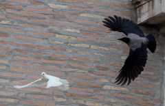Pro-animal groups appeal to pope over dove attack