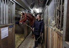 Horses’ future uncertain if NYC carriage rides end