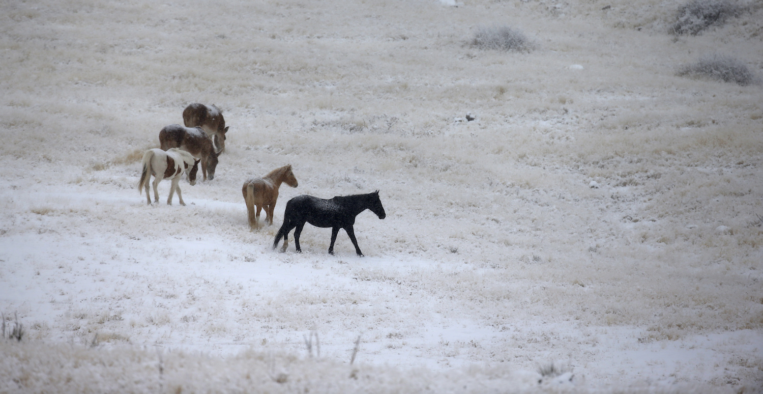 Obama must keep his hands off western lands in his final days