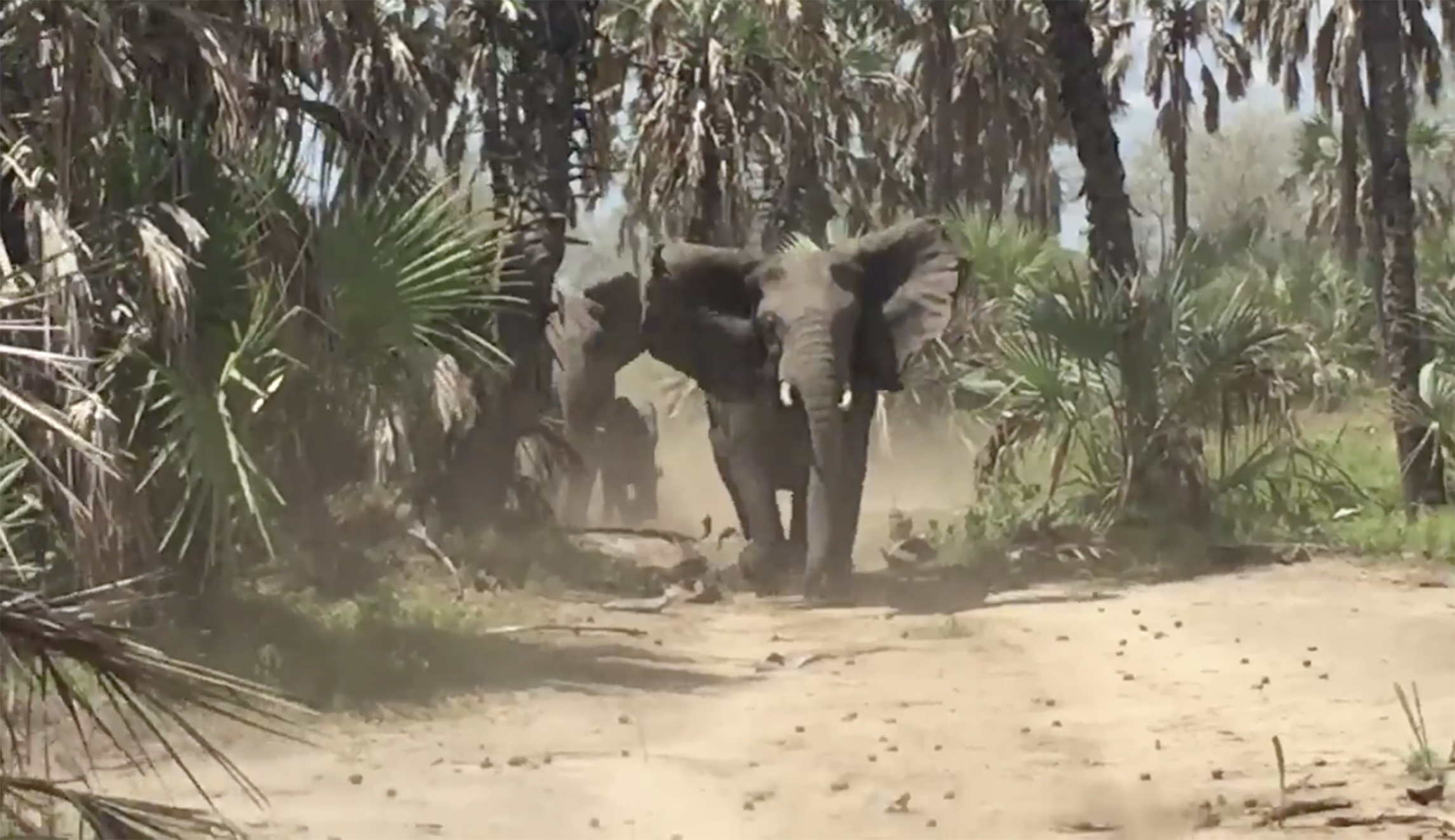 Jeff Flake jokes a herd of elephants stampeding toward him years ago should have prepared him for his political fate